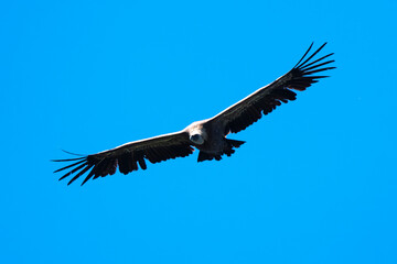 Obraz premium Vautour fauve