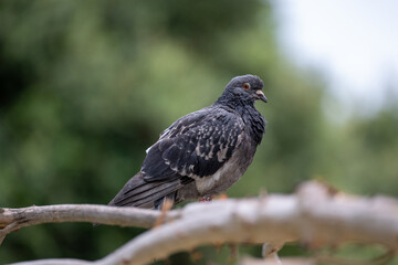 Obraz premium Pigeon Staring at Camera on Tree Branch