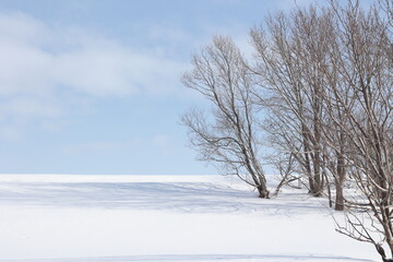 Obraz premium 川沿いの土手に伸びる樹木の影