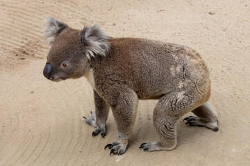 Naklejka premium Captive Koala walking on the ground in an Australian zoo
