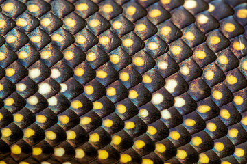 Naklejka premium Scales of an Australian Diamond Python