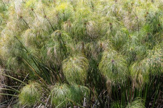 Papyrus Sedge frowing in Sydney Centennial Park