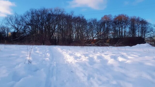 Wintertime landscape of snowy field with empty footpath trail trampled in snow among snowdrifts to frozen bare trees grove at sunny winter day with strong stormy wind. No people rural background.