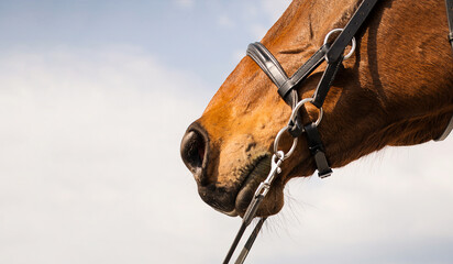 A close-up of a horse's face against a blurred blue sky