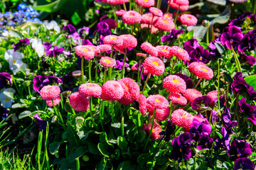 Fototapeta premium Colorful beautiful spring flowers on flowerbed in the garden