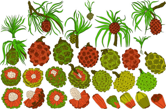 Pandan fruit, Sargassum. Hand drawn colored tropical plant. Pandanus tectorius vector	