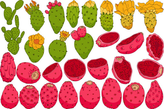 Hand drawn, colored, vector Opuntia fruit, prickly pear cactus, Indian figs, Edible cactus	