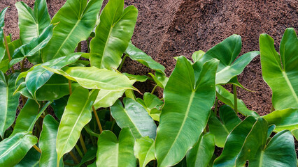 Lush Green Philodendron Leaves Growing Against a Textured Rock Wall © AnnisaRahmayunita