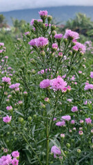 Obraz premium Close up Pink Chrysanthemum Flowers in a Highland Garden with Mountain Background