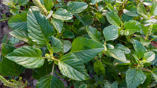 Fresh Thorny Amaranth Plant (Bayam Duri) in a Tropical Garden