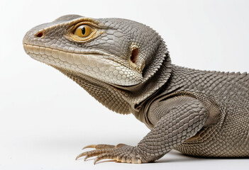 Head of Bengal monitor lizard, sharp texture, side view, white background