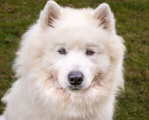 Fototapeta premium Samoyed Portrait Outdoors