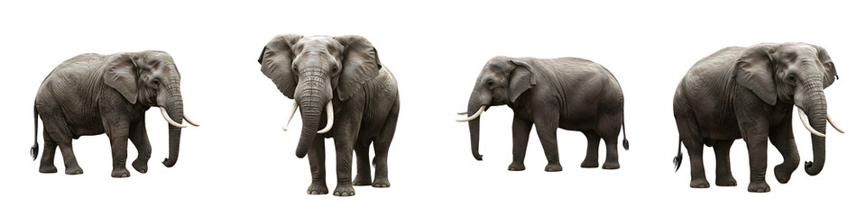Obraz premium the series of elephant isolated on white background HQ image PNG == 