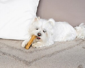 Small white puppy with hair bow biting healthy snack on rug.
