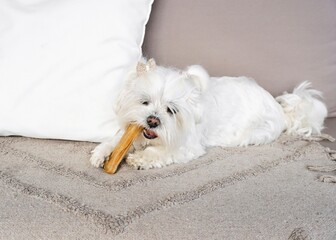 Small white puppy with hair bow biting healthy snack on rug.