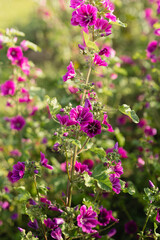 Obraz premium Malva sylvestris common mallow flowers, magenta dark purple petals, green leaves, garden, medicinal plants, macro nature