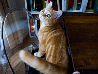 A curious ginger cat sits on a transparent chair, gazing upwards. © Lightlikeabird