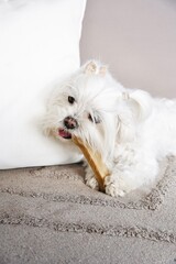 Cute Maltese puppy lying on carpet eating a natural rawhide snack.