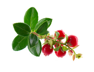 Fresh cowberry berries with leaves, isolated on white background. Ripe cranberry, cowberry, lingonberry. Clipping path.