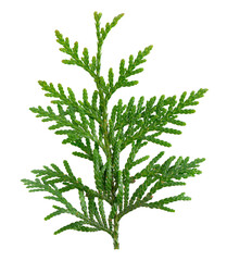Thuja branch isolated on white background. Branch of green orientalis leaves. Clipping path.