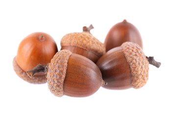 Acorn oak isolated on white background. Ripe brown acorns. Clipping path.