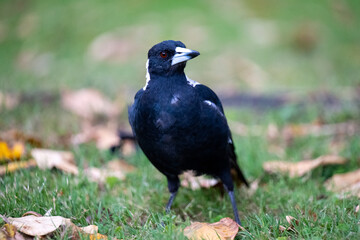 Obraz premium Australian magpie standing on grass close up wildlife