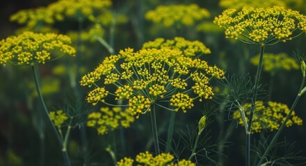 Obraz premium Close-up of vibrant yellow dill flowers blooming amidst feathery green foliage