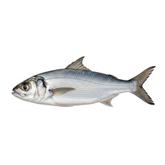 Obraz premium Single fresh fish on white background isolated on transparent background