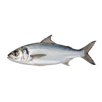Single fresh fish on white background isolated on transparent background