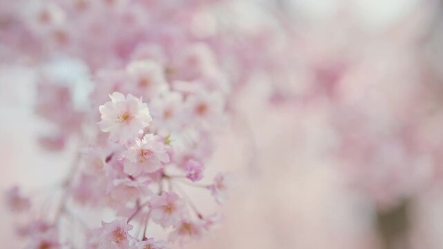 beautiful Spring day, sakura Cherry blossom against blue sky in park, Shidarezakura Weeping Cherry blooming in sunshine day. Japan Travel background, template and wallpaper for spring season