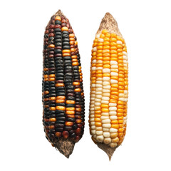 Two ears of colorful corn on a black background