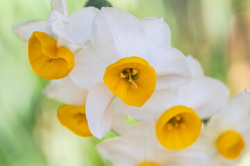 daffodil, narcissus