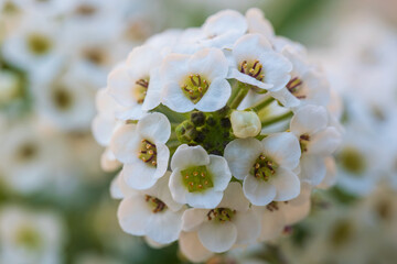 sweet alyssum