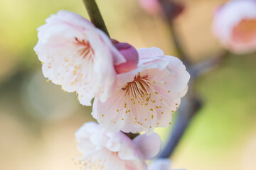Japanese apricot