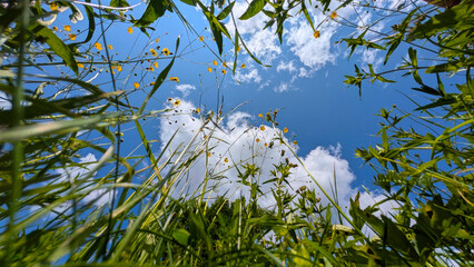 View of the sky through the grass