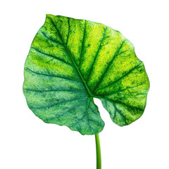 A large green leaf against a black background
