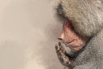 Hamadryas Baboon Profile Portrait with Pensive Gesture on Neutral Background with copy space © Ralph Lear
