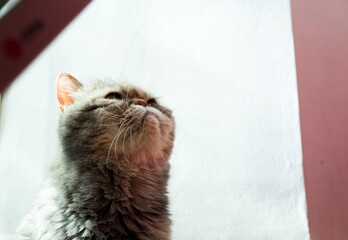 An Exotic Shorthair cat looking upwards into a bright light source.  © Lightlikeabird