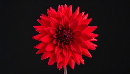 Red Flower on Black Background Studio.