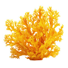 A vibrant yellow coral on a black background