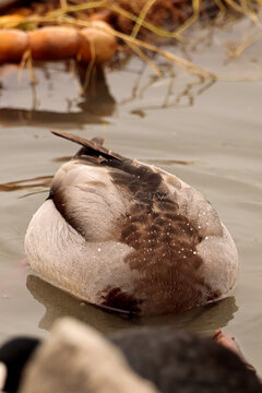 funy duck