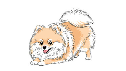 Obraz premium Fluffy pomeranian dog with a thick orange and white coat shown in a playful bowing position with its tongue out in a happy and friendly expression.