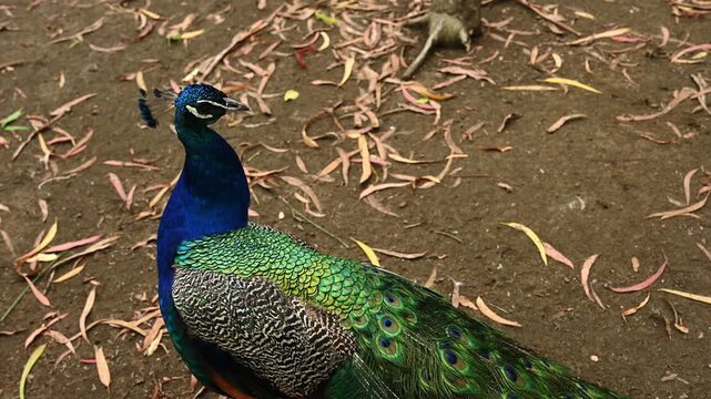 Peacock, or common peafowl (Pavo cristatus), is most numerous peafowl species. Colorful bird struts across landscape in nature reserves and zoos. 
