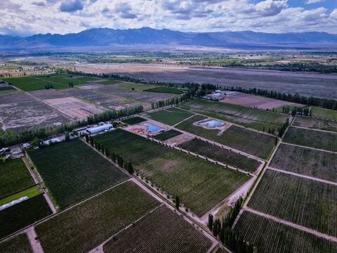 Aerial view of geometric vineyards and distant mountains meet under a vast sky, creating a stunning landscape in Lujan de Cuyo, Mendoza, Argentina.