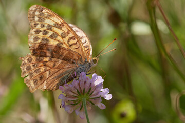 Obraz premium Dark green fritillary butterfly on summer meadow, Danubian wetland, Slovakia
