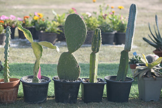 Cactus plant closeup, cactus plants in pots as a background. Various cacti mix in the greenhouse. Tropical succulents for decor. Selective focus. Beautiful Cactus in the garden, cactus 