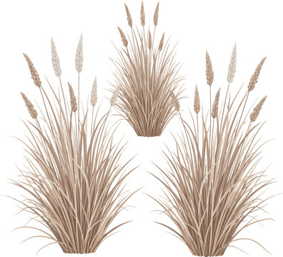 Create a realistic grass isolated on white backgroundThree clusters of dry wild grass featuring fine textures and soft neutral tones, ideal for nature, botanical, and minimal design conic vector art .
