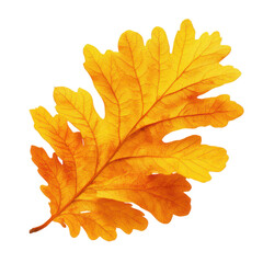 A vibrant yellow oak leaf on a black background