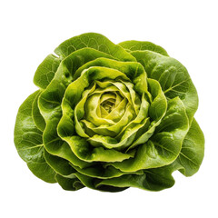 Fototapeta premium Fresh butter lettuce head, vibrant green leafy vegetable, organic crisp salad greens, raw garden produce for healthy cooking and culinary nutrition isolated on Transparent Background