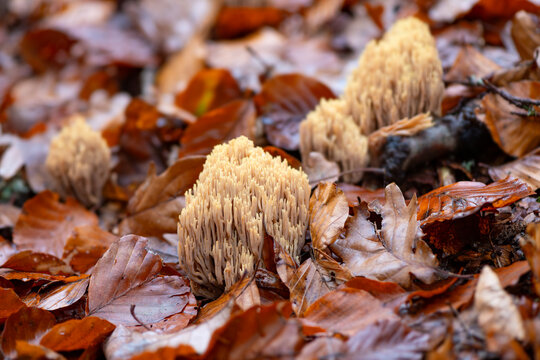 Pink coral fungus or Salmon coral fungus, beautiful Clavaria (Ramaria formosa) is a coral fungus found in Europe. It is highly branched, coral-shaped, and reaches a height of about 20 cm. 
